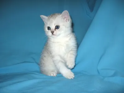 Шотландский прямоухий котик (скоттиш страйт) окрас мраморный от  чистокровных родителей. Мама на фото золотая шиншилла , папа скоттиш фолд…  | Instagram