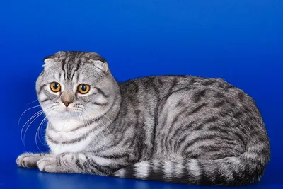 Котёнок Скоттиш-страйт, серебристая …» — создано в Шедевруме