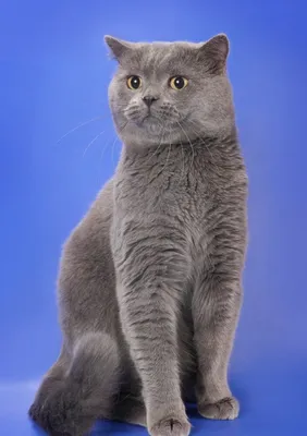 Шотландская кошка скоттиш страйт - 72 фото