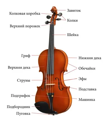 Топ 7 лучших скрипок - Первый магазин клавишных инструментов с доставкой по  всей Беларуси