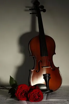 Лирические открытки и мелодичные слова в День скрипки для всех скрипачей 13  декабря | Курьер.Среда | Дзен