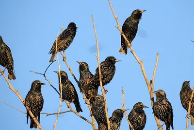 Зимние песни скворцов. Sturnus vulgaris. | BirdWatch.by