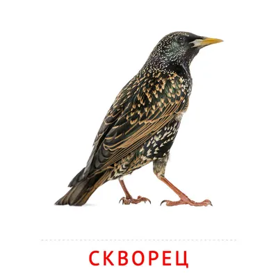 Обыкновенный скворец - European Starling | Photo, Starling, Bird