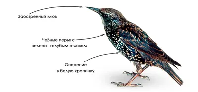 Скворец (Sturnus vulgaris). Птицы Европейской России.