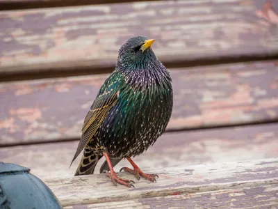 Зимние песни скворцов. Sturnus vulgaris. | BirdWatch.by