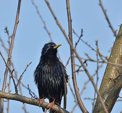 Обыкновенный скворец sturnus vulgaris птица сидит на ветке на красивом  зеленом фоне | Премиум Фото