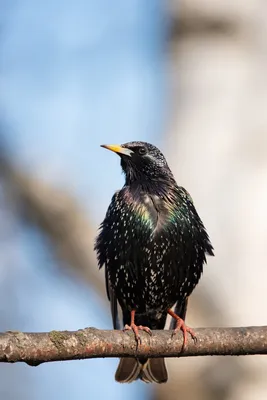 Краснокрылый скворец - eBird