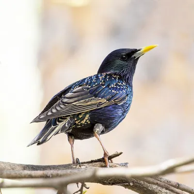 Дни скворцов в гнезде с камерой наблюдения проходят в кормлении птенцов |  Looduskalender