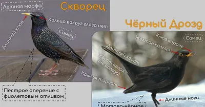 Скворец - перелетная птица, фото, ареал обитания, виды, еда
