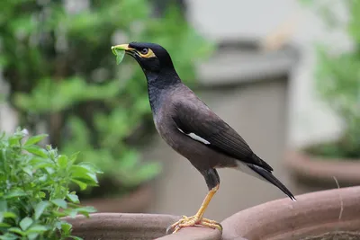 Скворец обыкновенный (Sturnus vulgaris)