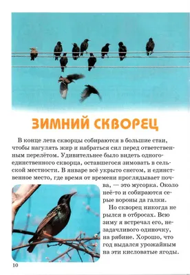 Обыкновенный скворец | Животный мир и природа Красноярского края