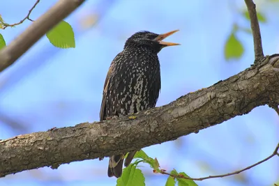 Скворец обыкновенный (Sturnus vulgaris)