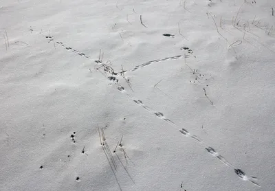 Удивительные следы птиц на снегу: замечательные картины природы | Следы птиц  на снегу Фото №554147 скачать
