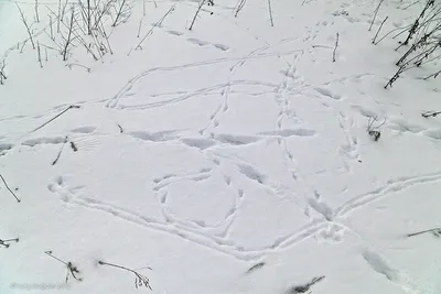 Следы птиц в снегу. Следы принадлежат голубю. Голодные птицы в снег в  поисках еды Стоковое Фото - изображение насчитывающей естественно,  заморозок: 212971412