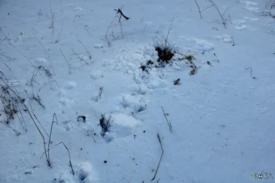 В лесах на Сахалине подсчитали следы животных и птиц на снегу - МК Сахалин
