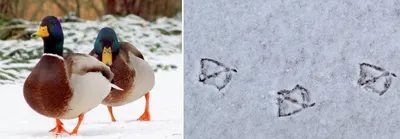 Следы животных и птиц на снегу – схемы с названиями | Следы животных,  Хорьки, Домашние птицы