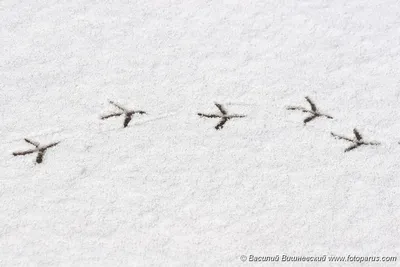 Здесь были белка и заяц: как определить животное по отпечаткам лап на снегу  / Новости города / Сайт Москвы