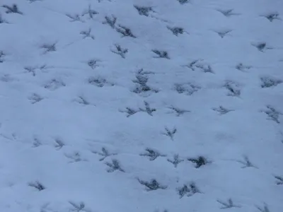 Следы на снегу от двух птиц …» — создано в Шедевруме