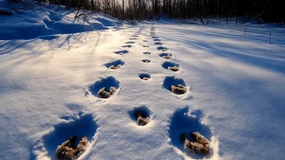 Следы вороны на белом снегу. следы птиц | Премиум Фото