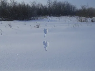 Аппликация следы на снегу (49 фото) » Идеи поделок и аппликаций своими  руками - Папикпро.КОМ