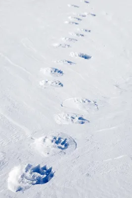В Хакасии считают следы на снегу