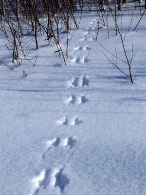 Следы зайца беляка на снегу (41 фото) - 41 фото