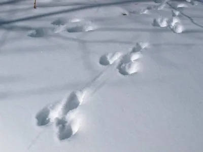 следы рыси и зайца на снегу Стоковое Изображение - изображение  насчитывающей снежок, снаружи: 225946193