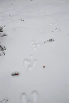 Что за зверь оставил следы на песке? | Куршская Коса - национальный парк