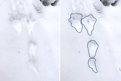 В Нижне-Свирском заповеднике рассказали, как определить следы зайца на снегу  | 10.01.2022 | ЛенОбласть - БезФормата
