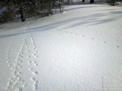 Следы зайца на снегу - 47 фото