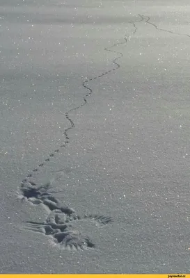 Следы зайца на снежке стоковое фото. изображение насчитывающей картина -  28537654