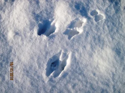 Следы зайца на снегу рассвет 4k, …» — создано в Шедевруме