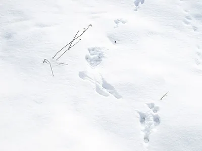 Здесь были белка и заяц: как определить животное по отпечаткам лап на снегу