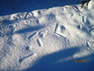 Картинки следы зайца на снегу нарисованные (67 фото) » Картинки и статусы  про окружающий мир вокруг