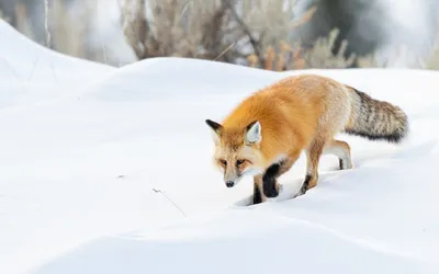 Следы животных на снегу | Flashcards
