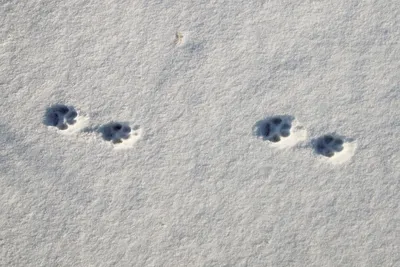 В лесах на Сахалине подсчитали следы животных и птиц на снегу - МК Сахалин