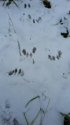 Следы животных на снегу, фото с названиями / Сибирский охотник
