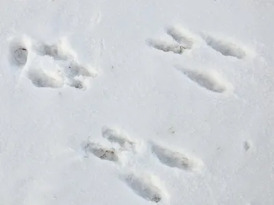 следы животных на снегу, кошачьи следы на сложенном снегу, Hd фотография  фото, снег фон картинки и Фото для бесплатной загрузки