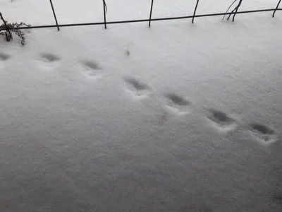 Следы животных в снегу. Грызун кришнаитов Gopher в лесу. Печать лапы в снегу  зимой белом. Небольшие лапы животного в a Стоковое Изображение -  изображение насчитывающей след, следы: 175628907