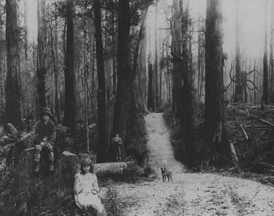 Слендермен в лесу (76 фото) - 76 фото