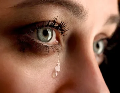 Почему слезы есть у всех животных, а плачут только люди? | Популярная наука  | Дзен