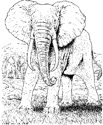 Раскраски Раскраска Раскраска слон в цирке слон, Раскраска Раскраска слон  слон.