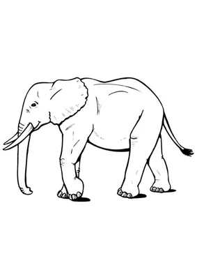 Слон по точкам - Рисуем по точкам - Раскраски антистресс