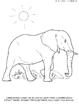 Слон рисунок для детей. Скачать и распечатать