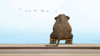Обои слон, сидит на лавочке на рабочий стол