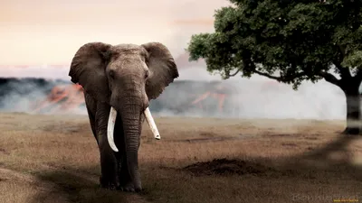 Слон и слониха на природе - обои на телефон