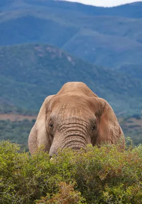 Слон, большое животное Обои 1668x2388 iPad Pro 11 (2020) 8, 11 (2018) 6