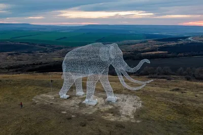 Модульная картина Слон на поляне купить - интернет магазин