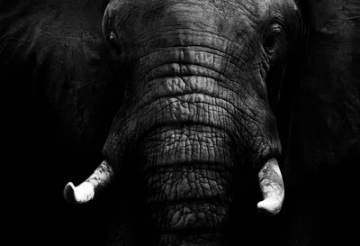 Слоны - Фотообои на заказ в интернет магазин arte.ru. Заказать обои Слоны  Арт - (16248)