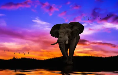 изолированный слон на прозрачном PNG , слон, животное, мультфильм слон PNG  картинки и пнг PSD рисунок для бесплатной загрузки